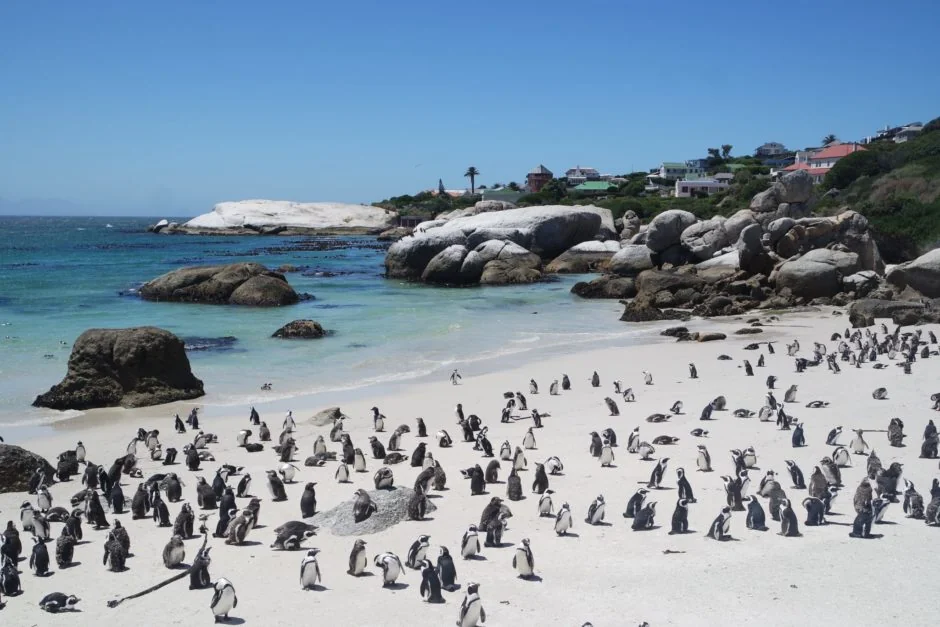 African Penguins waddling on the beach at Boulders Beach
